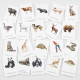 Třísložkové karty: Zvířata
